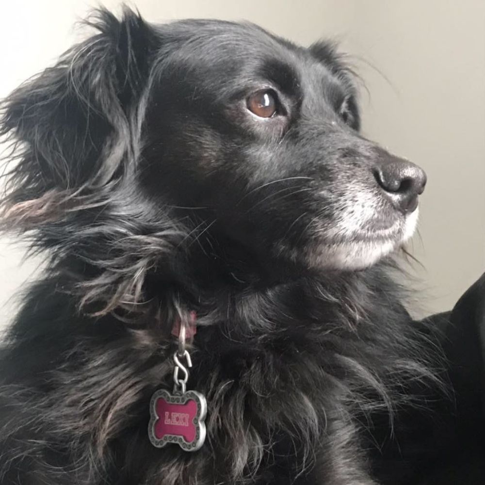 Meet your Posher, Frankie